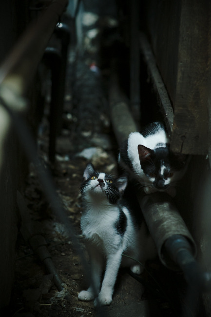 草根逆袭！几内亚踏平哥伦比亚，无名英雄巴斯托尼一战封神