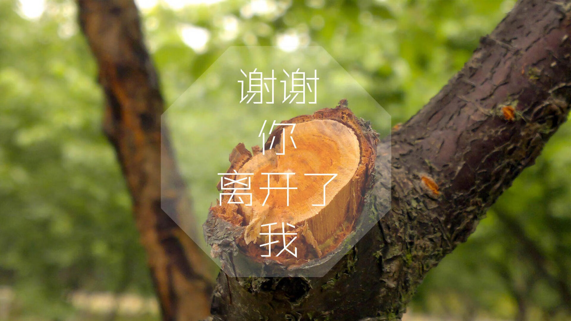 多瑙河畔的蓝色风暴,当无名之辈萨内刺穿星条旗,匈牙利在F组写下最疯狂的草根史诗
